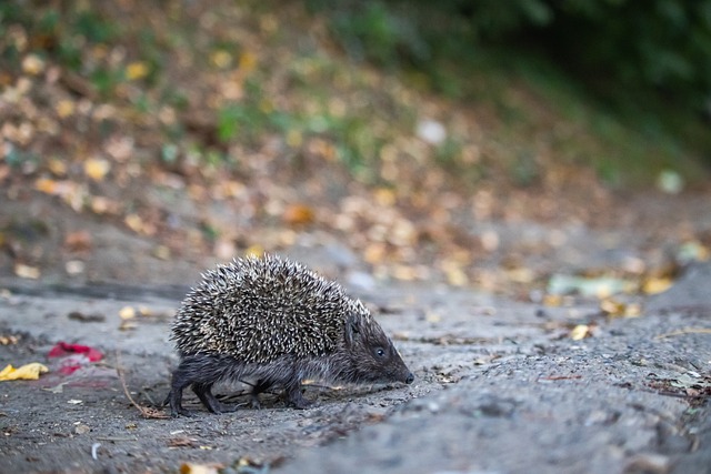 供了绝佳机 供了绝佳机