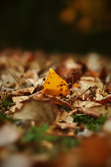 内会对球队 内会对球队